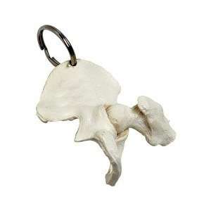  24046    Hip Bone Keyring: Office Products