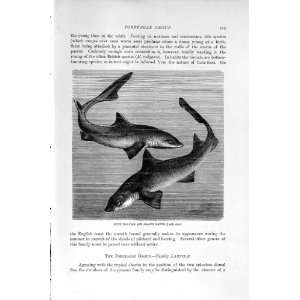   NATURAL HISTORY 1896 SPINY DOG FISH SMOOTH HOUND PRINT