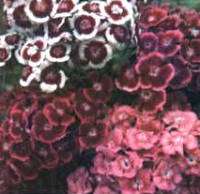 800 SEEDS Heirloom  SWEET WILLIAM buy 1get 1 FREE OFFER  