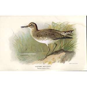 Solitary Sandpiper Lilfords Birds 1885 97 By A Thorburn  