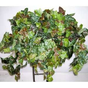 Green & Burgundy Ivy Shelf Plant