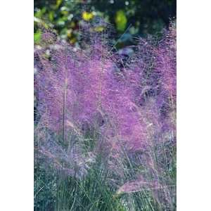  3 baby clumps of Pink Muhly grass, a lovely ornamental 