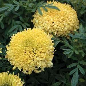  Marigold Yellow  25 Seeds Patio, Lawn & Garden