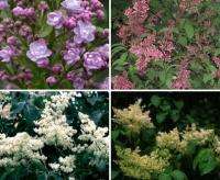 Fragrant Lilac Collection   4 Varieties (SAVE 40%)  