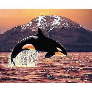 Poster 50x40 ORCA   Killerwal Wal Meer Maritim Sonnenuntergang Bild 