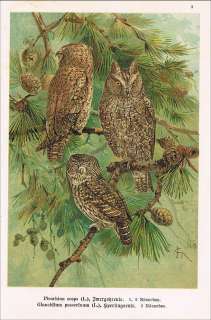   Sperlingseule Scops uil owl Petit duc Orig. Chromolithographie  