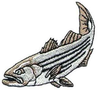 Striped Bass or Striper Fish