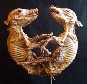   CONJOINED PIGLETS DISPLAY / MUMMIFIED / SIDESHOW / GAFF / REAL?  