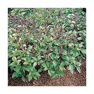  Cinnamon Basil Herb   8 Plants Patio, Lawn & Garden