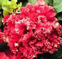 Petunia Valentine Double Bright Red   25 Flower Seeds  