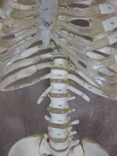Life Size Human Bucky Skeleton Numbered Bones Model  