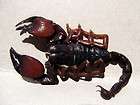 Taxidermy REAL Pandinus cavimanus Red claw scorpion OR Tanzanian Red 