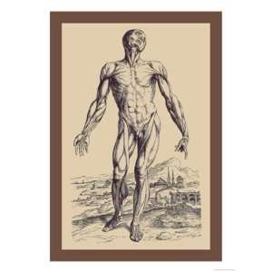   Plate of the Muscles by Andreas Vesalius 12x18: Kitchen & Dining