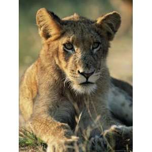 Young Lion, Panthera Leo, Kruger National Park, South Africa, Africa 