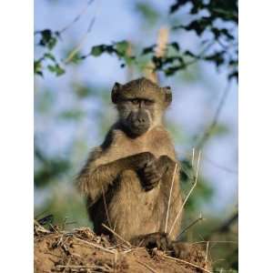 Young Chacma Baboon, Papio Cynocephalus, Kruger National Park, South 