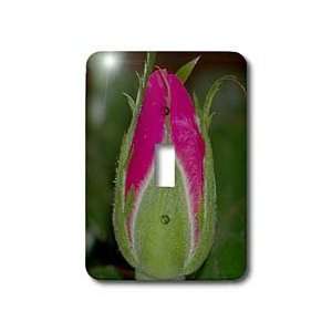 Rebecca Anne Grant Photography Flowers   Pink Rose Bud   Light Switch 