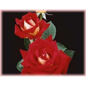  Rosie ODonnell (Rosa Hybrid Tea)   Bare Root Rose: Patio 