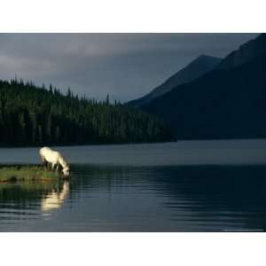  A Horse Drinks from a Lake National Geographic Collection 