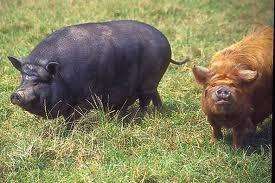   Sticking Pig Swine Wild Boar cd Farming Hunting 30 bks Homesteading