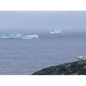 Polar Bear Looks Across the Water from the Shore of Baffin Island 