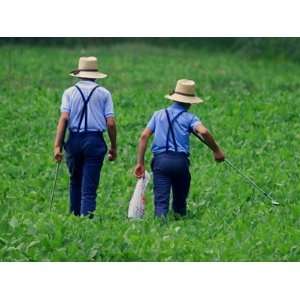  Two Amish Boys Walk with Their Golf Clubs Through a Field 