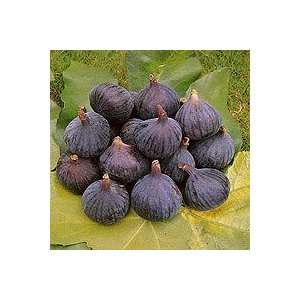  Fig Tree   Brown Turkey Fig Tree for Container Growing 