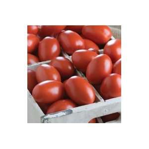  Davids Red Organic Hybrid Salsa Tomato Granadero 10 Seeds 