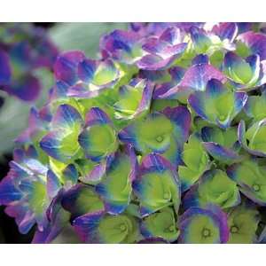  Cityline Rio Hydrangea macrophylla   Strong Blue/Purple 
