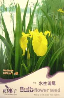 H001 Flower Yellow Iris water plant bulb seed pack  