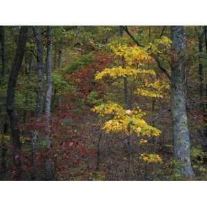  Sugar Maple and Red Maple Trees Display Fall Foliage 