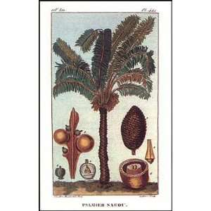    Jean Theodore Descourtiz Sago Palm Tree 8x14 Poster