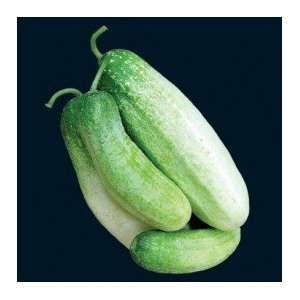  Delikatesse Cucumber Seeds